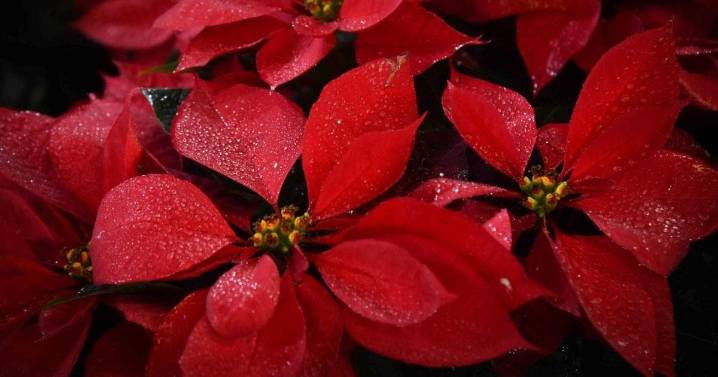 ¡Llegó la Navidad a CDMX! Aquí puedes adquirir nochebuenas 'con las tres b'