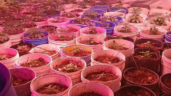 Buscaban a motochorros y hallaron 600 plantas de marihuana