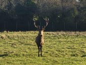Irish police issue appeal following decapitation of stag in Co Dublin