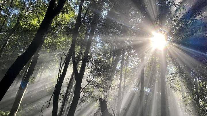 Climate saps carbon-absorbing powers of forests, oceans