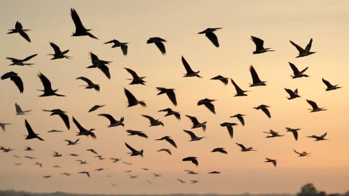 El canto de los pájaros reduce el estrés y mejora el bienestar, según estudios científicos