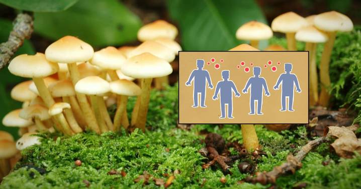 Crecen los contagios por “superhongo” en Reino Unido y expertos temen una futura crisis sanitaria; el padecimiento causa lesiones que aparecen principalmente en la zona de las ingles y los glúteos