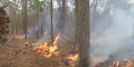 Trails closed at state forest in WNC during prescribed burn, officials say
