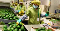 Palta peruana logra expansión sin precedentes: Europa y Asia se consolidan como los destinos más rentables