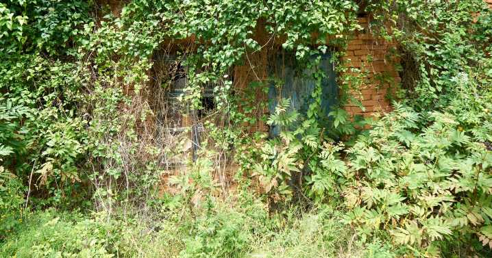 Mystery door hidden in brambles at new home leaves woman speechless