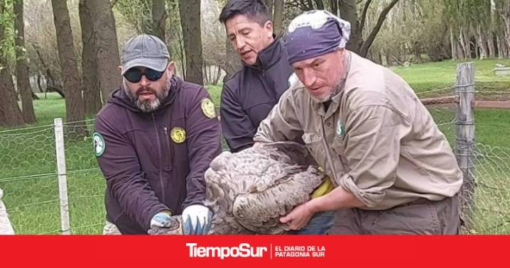 Estancia Chank Aike Rescatan a un cóndor andino con signos de intoxicación