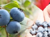 Oro Azul: Perú es el primer exportador de arándanos en el mundo