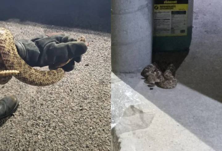 Bomberos de Cabo San Lucas rescatan víbora de cascabel en colonia Auroras