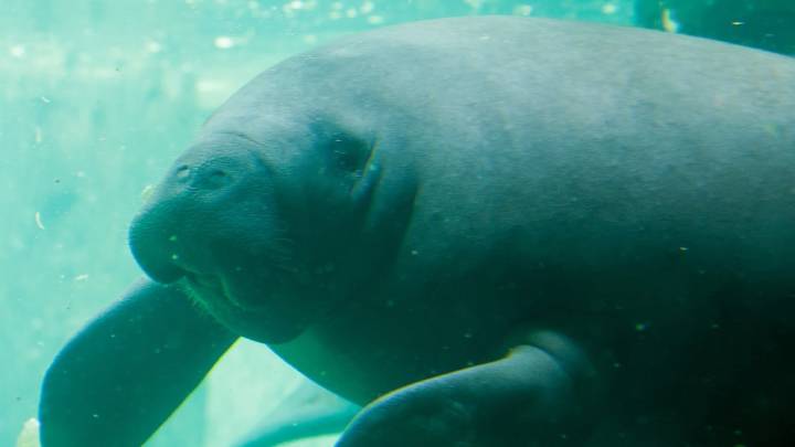 As ZooTampa expands, what will it take to save manatees?