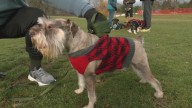 Annual dog trot in Albany combines fitness with philanthropy