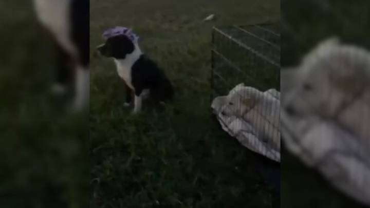 Stray Dog’s Loyalty Shines As He Protects His Injured Friend On Florida Roadside
