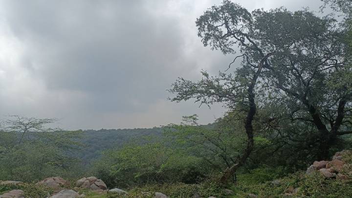 Why it took 30 years to declare Delhi’s Southern Ridge a reserved forest