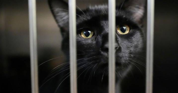 Families on SNAP worry about not just feeding themselves but also their pets