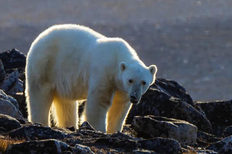 Worker taking polar bear photos before he was killed in Nunavut