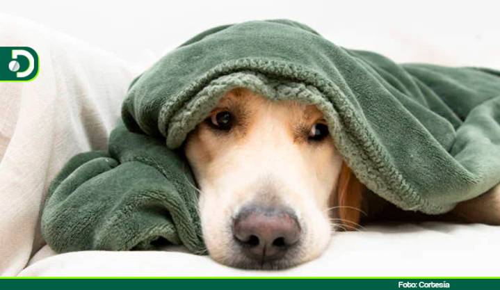 Recomendaciones para cuidar las mascotas durante la alborada