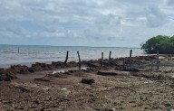 Pescadores de María Elena no logran repuntar en la captura de langosta tras afectaciones del sargazo