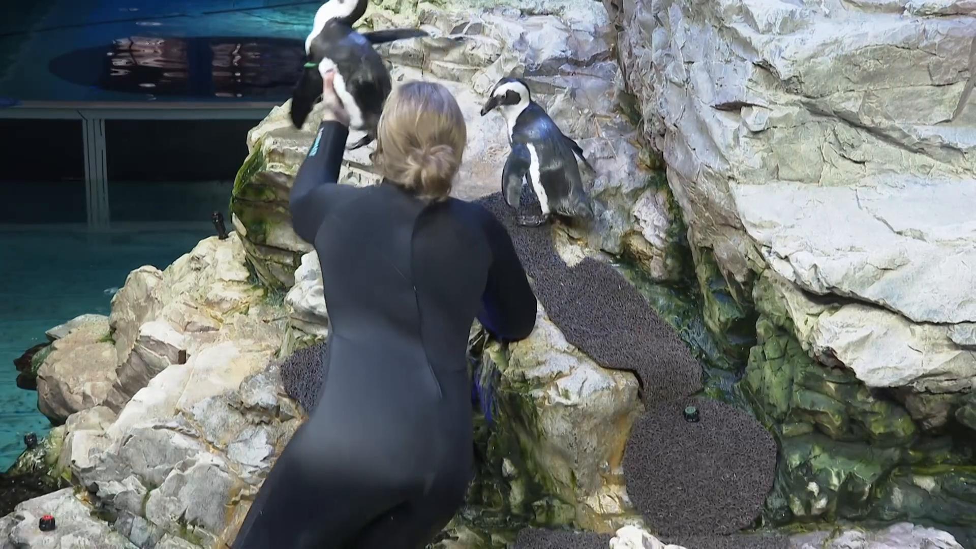 New England Aquarium builds geriatric island for aging penguins to live in safety, dignity