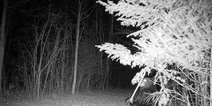 “Playful little bear” caught on Floodwood trail camera