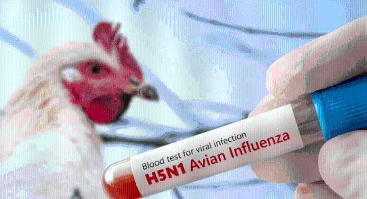 Confirman la primera muerte humana por el virus H5N5: un caso sin precedentes en el mundo Las autoridades de EE. UU. aseguran que se trata de un episodio aislado y que el riesgo para la población sigu