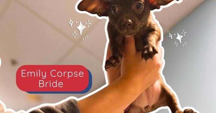 Free puppy adoption event this weekend at Hixson PetSmart