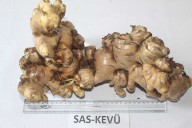 New Ginger variety SAS-KEVÜ developed at Nagaland University