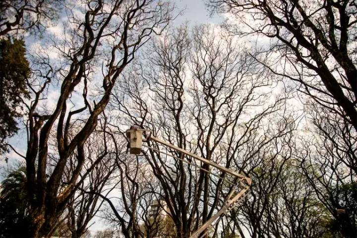 Realizarán tareas de mantenimiento del arbolado urbano en la Costanera