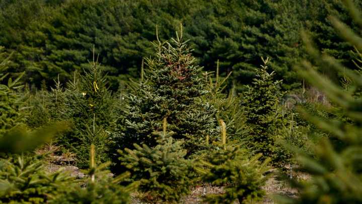 10 places to find a Christmas tree in Rhode Island this holiday season