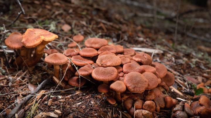 Gardeners warned to look out for mushrooms in their lawn