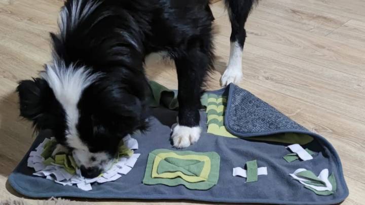 Juegos, olfato y vínculo: así puedes mantener activo a tu perro durante los días de lluvia