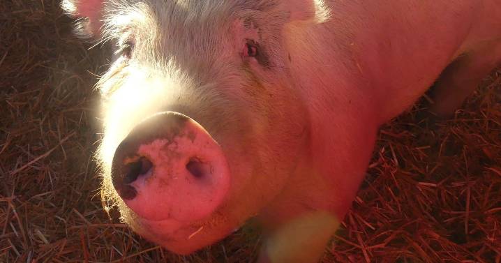 No pigs were harmed in the making of this bacon