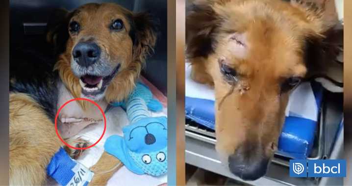 Perro sigue en estado crítico: Municipio de Temuco se querella por brutal caso de maltrato animal