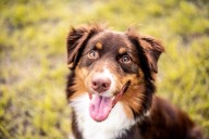 9 Best Dry Dog Foods for Australian Shepherds