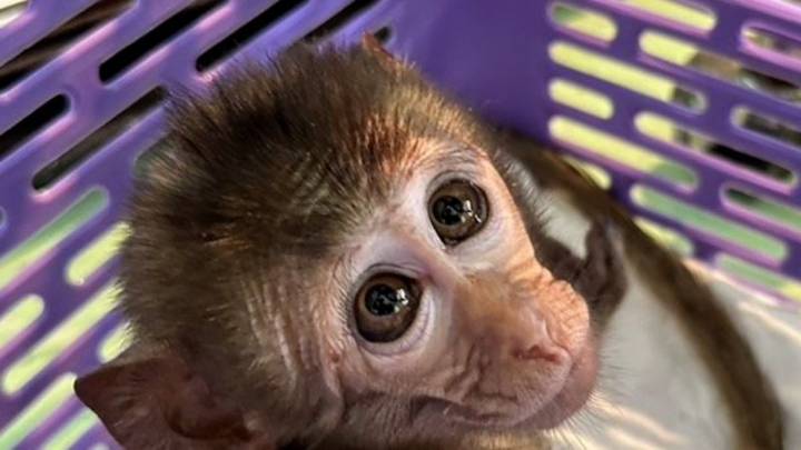 81 monkeys found being smuggled in pickup truck