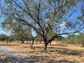 Realizan Limpieza en el Parque Cultural; Corredores y Visitantes Celebran las Mejoras