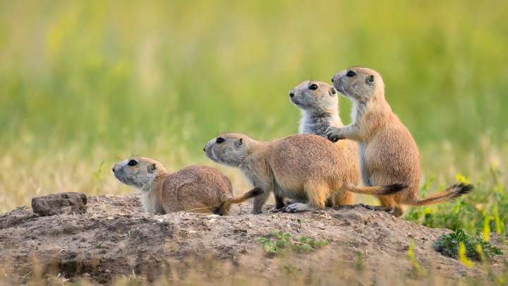 How Desperate Would You Have To Be To Eat A Prairie Dog?