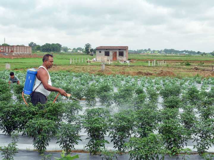 Government ensures adequate urea supply during Kharif 2025