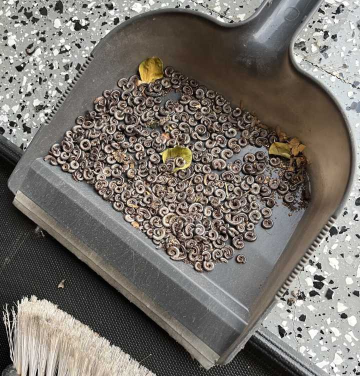 Help! What is this creepy worm?