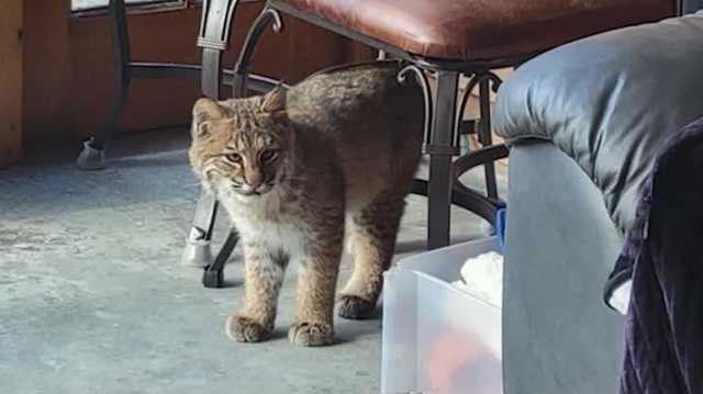 Hebron couple gets surprise visitor when bobcat wanders into home