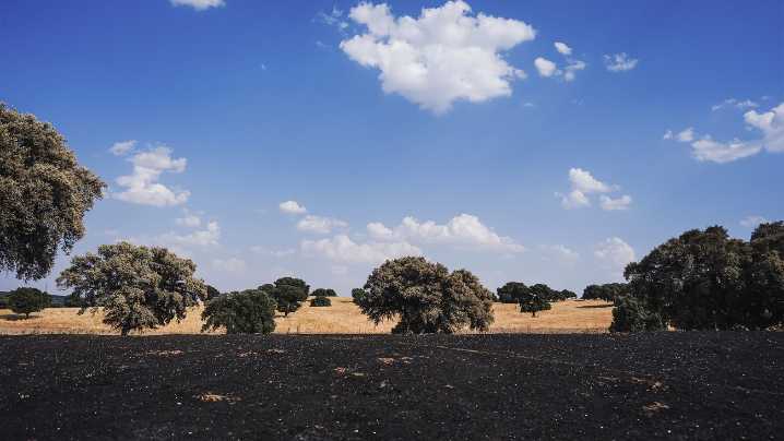 Más de 400.000 euros para restaurar 116 hectáreas afectadas por el incendio de Tres Cantos
