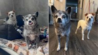California Dogs Who Spent 16 Years With A Family Are Overwhelmed And Shaking In Kennel
