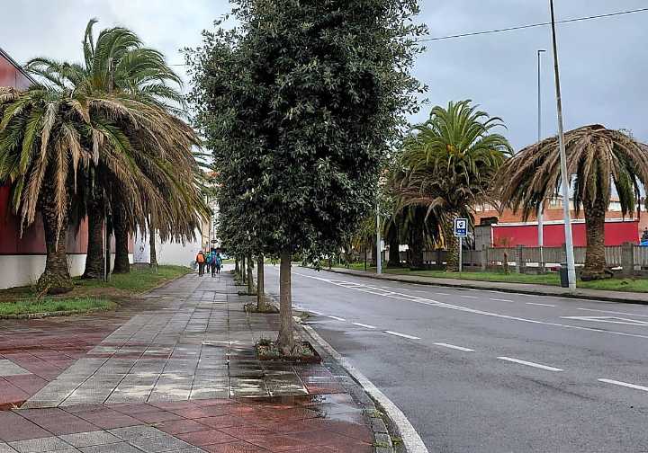 Santoña talará de forma «urgente» 23 palmeras afectadas por el picudo rojo