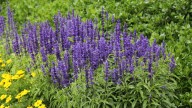Ni jazmín ni lavanda: las plantas que soportan el calor sin cuidados
