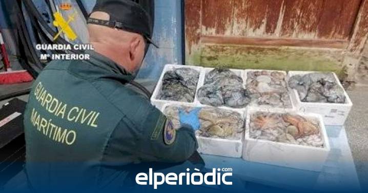Incautan 75 kilos de pulpo inmaduro en Burriana tras un seguimiento sorpresa de la Guardia Civil