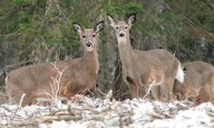 Cold forecast only heats up enthusiasm for deer firearm opener Saturday