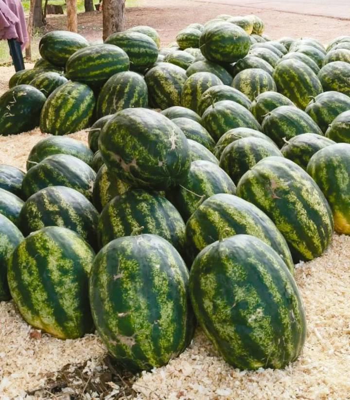 Sandías misioneras, ovaladas y con la dulzura de  la tierra roja