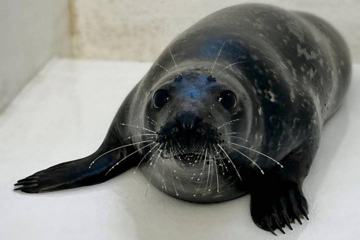 Heartbreak at NJ stranding center after rescued seal's death