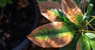Gardener issues advice for plants with brown leaves