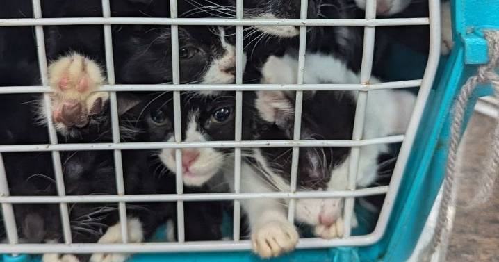 Hundreds of pets abandoned in Leicestershire this year, RSPCA reveals