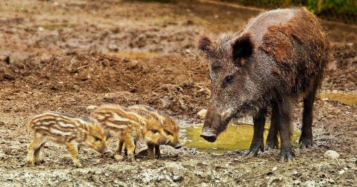 Guardias civiles: la crisis de la peste porcina muestra el «grave error» de desmantelar el Seprona en Cataluña