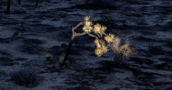 Hundreds of Joshua trees were scorched during the shutdown